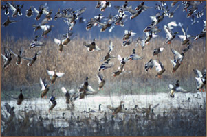 How many duck hunters are there in the united states Greenville And Washington County Tourism